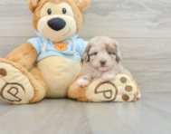 7 week old Poodle Puppy For Sale - Premier Pups