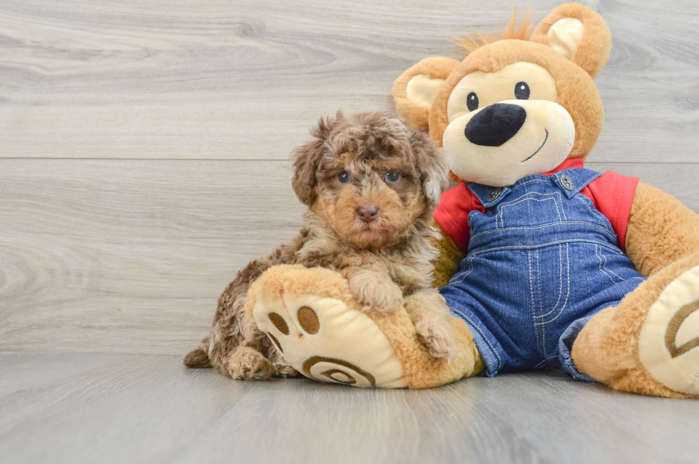 6 week old Poodle Puppy For Sale - Premier Pups