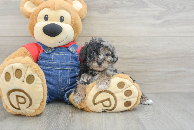 Petite Pudel Purebred Puppy