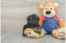 Smart Caniche Purebred Puppy