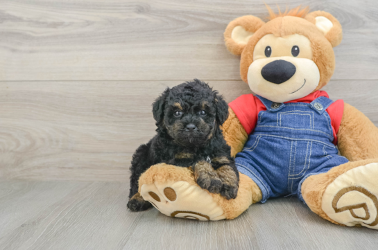 Smart Caniche Purebred Puppy