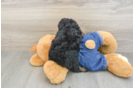 Poodle Pup Being Cute