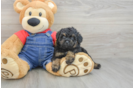 Best Poodle Baby