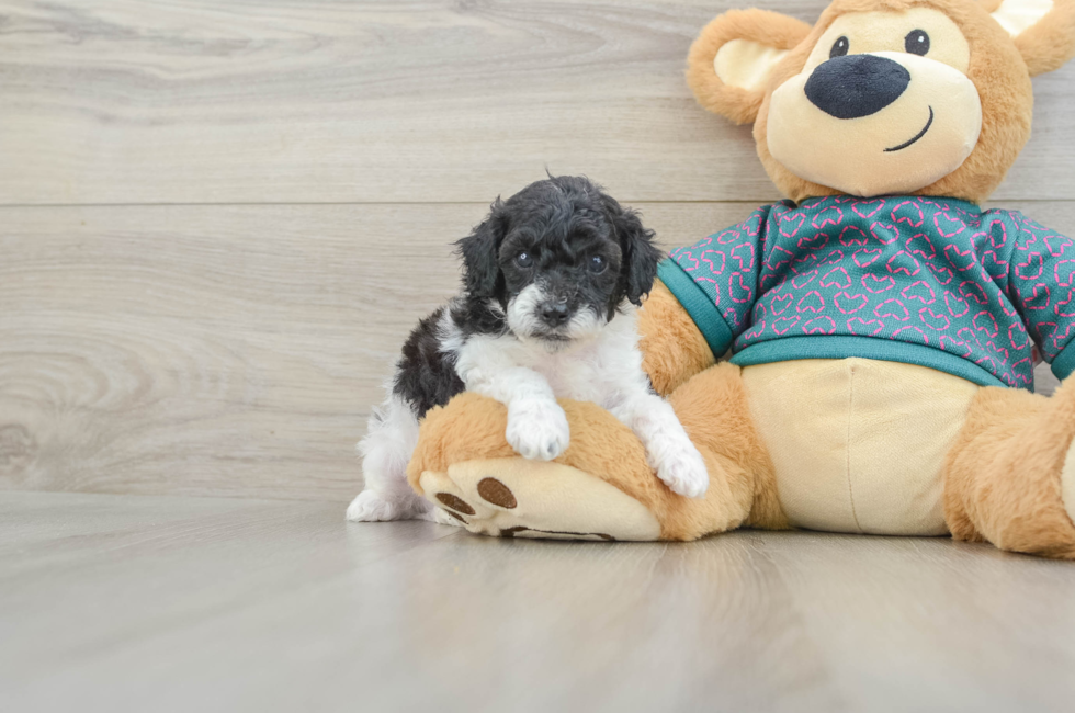 5 week old Poodle Puppy For Sale - Premier Pups