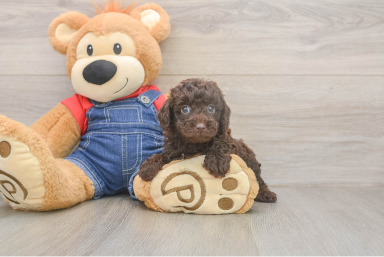 Akc Registered Poodle Baby