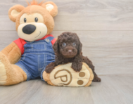 7 week old Poodle Puppy For Sale - Premier Pups
