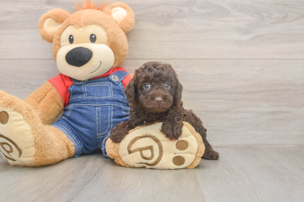 5 week old Poodle Puppy For Sale - Premier Pups