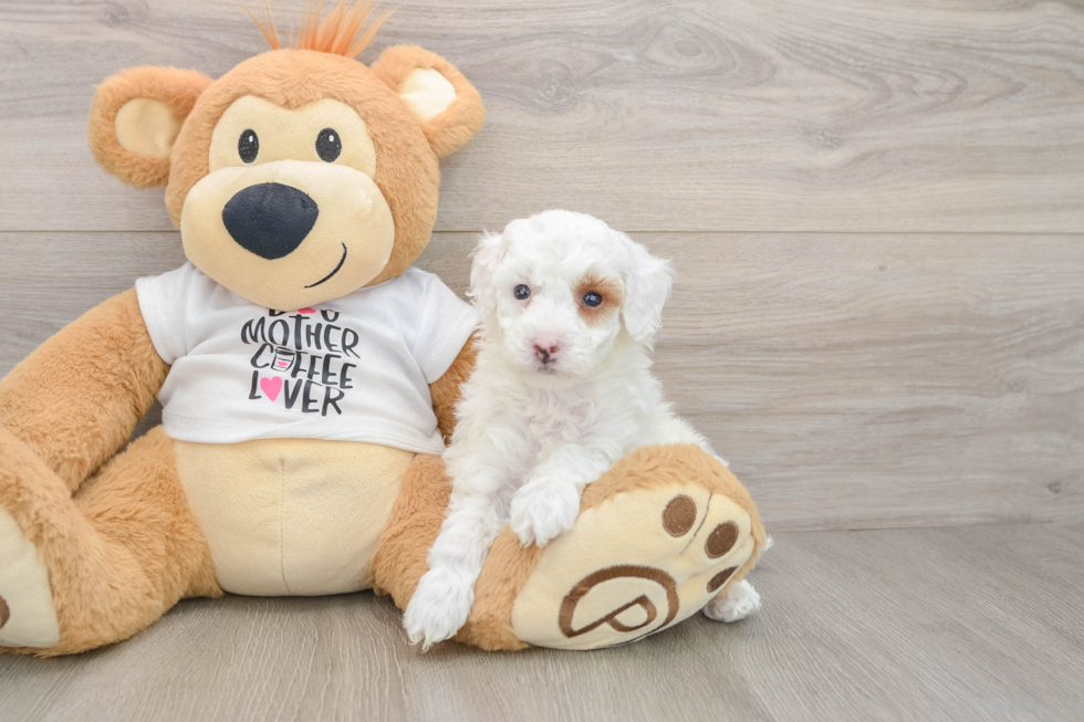 Poodle Pup Being Cute