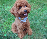 Poodle Puppies For Sale Premier Pups