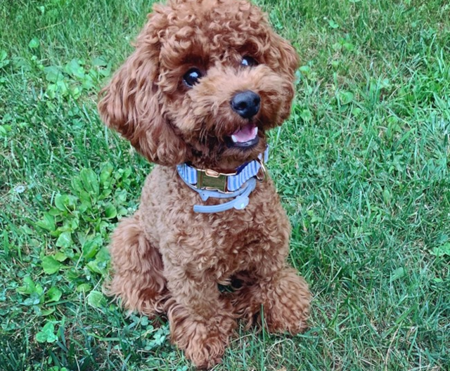 Bichon Frise Puppies For Sale | Premier Pups