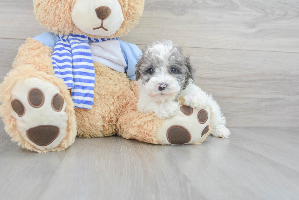 Adorable Pudle Purebred Puppy