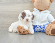 9 week old Poodle Puppy For Sale - Premier Pups