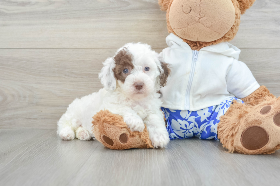 9 week old Poodle Puppy For Sale - Premier Pups