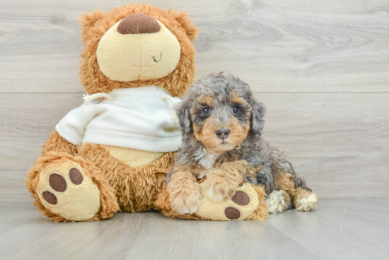 Playful Poodle Baby