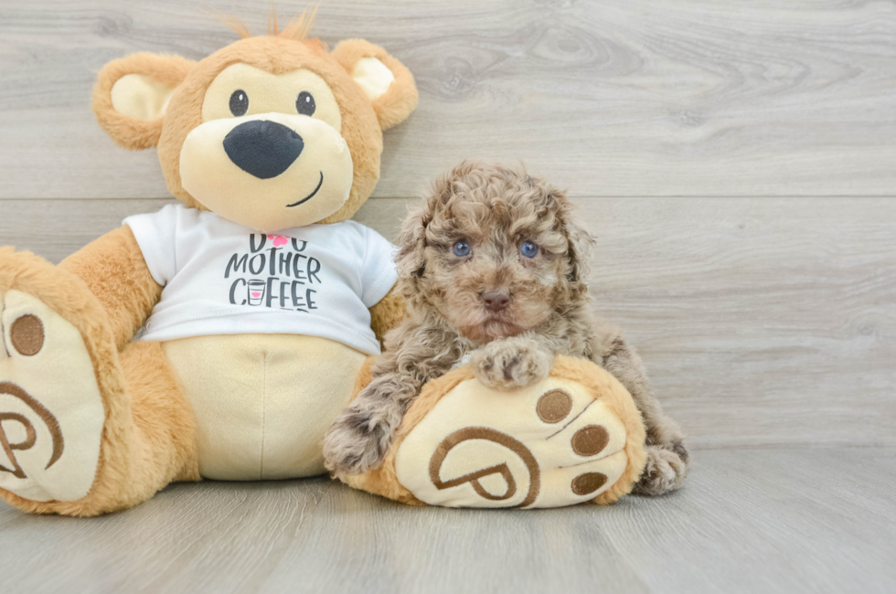 5 week old Poodle Puppy For Sale - Premier Pups