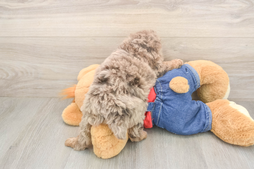 Meet Raelynn - our Poodle Puppy Photo  3/3 - Premier Pups Best Poodle Baby