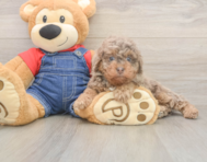 8 week old Poodle Puppy For Sale - Premier Pups