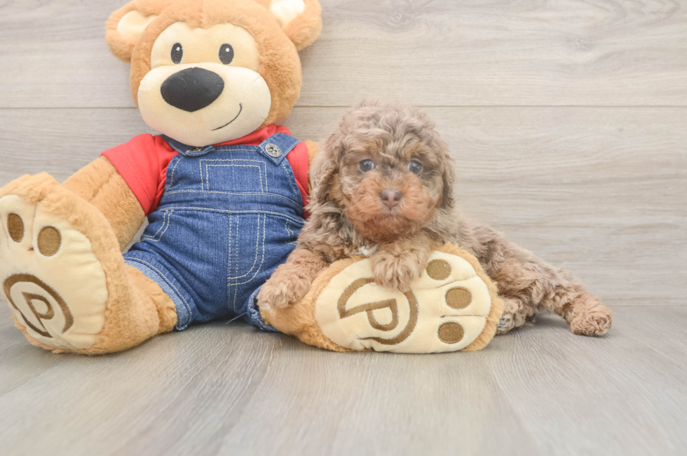 6 week old Poodle Puppy For Sale - Premier Pups