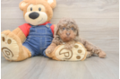 Meet Raelynn - our Poodle Puppy Photo  1/3 - Premier Pups Best Poodle Baby