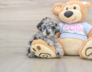 7 week old Poodle Puppy For Sale - Premier Pups