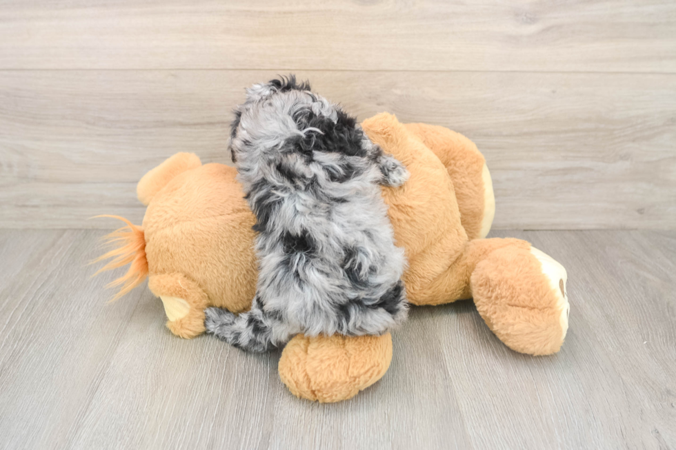 Akc Registered Poodle Purebred Pup