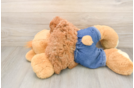 Best Poodle Baby
