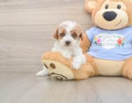 7 week old Poodle Puppy For Sale - Premier Pups