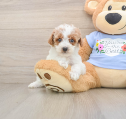 6 week old Poodle Puppy For Sale - Premier Pups