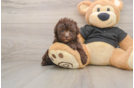 Poodle Pup Being Cute