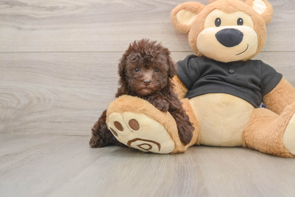 Poodle Pup Being Cute