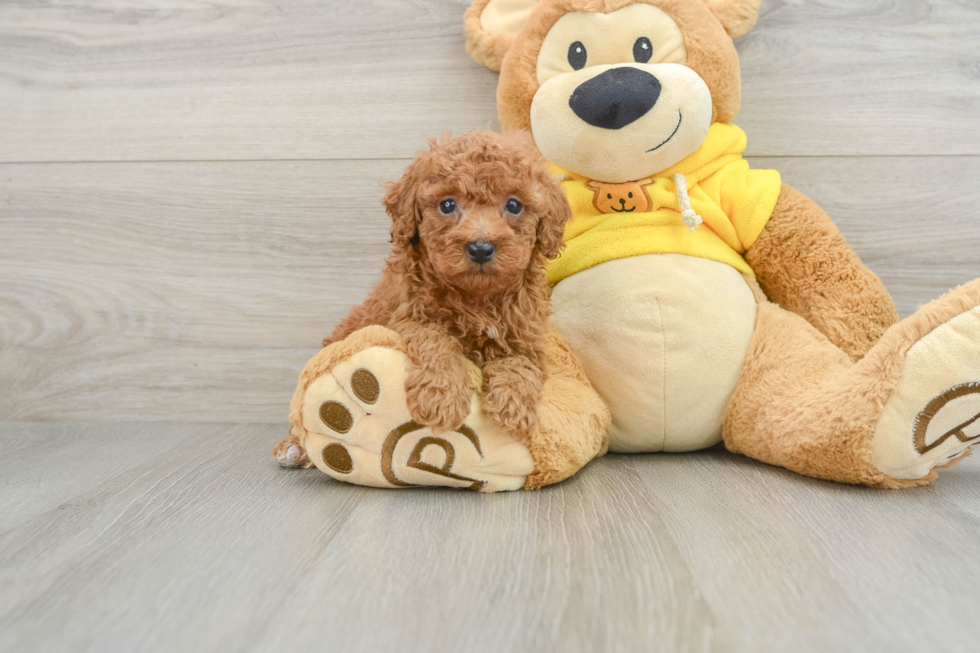 Playful Poodle Baby