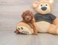 6 week old Poodle Puppy For Sale - Premier Pups