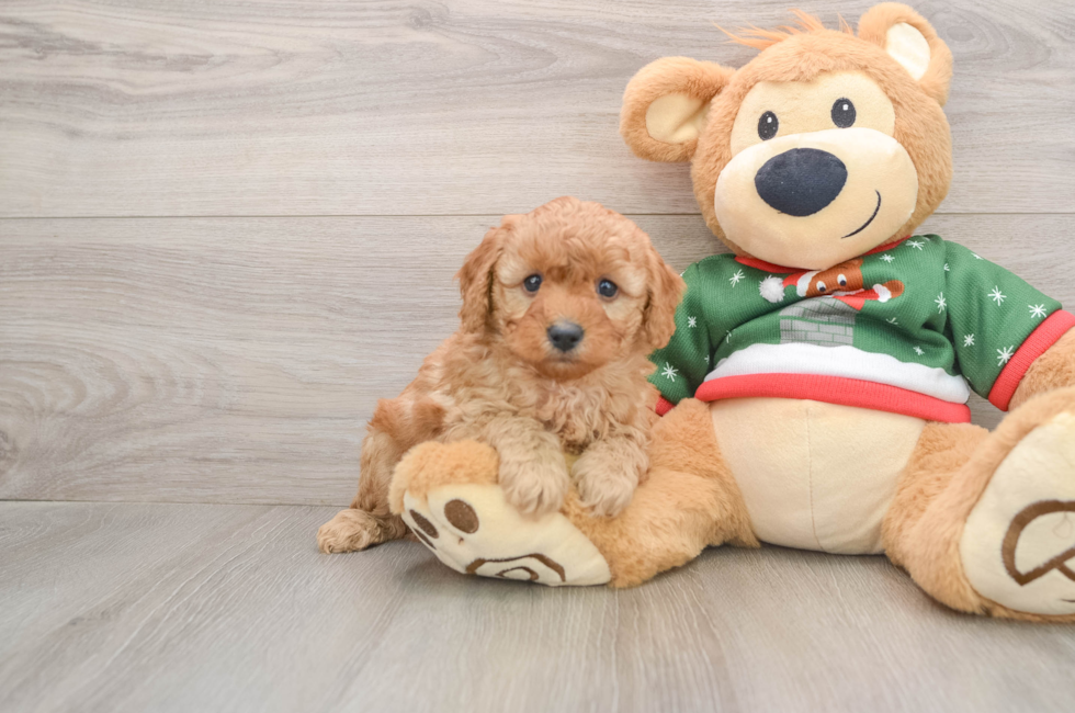 5 week old Poodle Puppy For Sale - Premier Pups