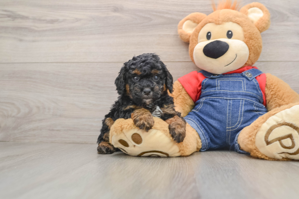 Poodle Pup Being Cute