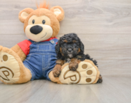 5 week old Poodle Puppy For Sale - Premier Pups