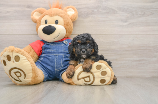 Poodle Pup Being Cute