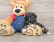 6 week old Poodle Puppy For Sale - Premier Pups