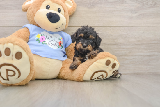 Best Poodle Baby
