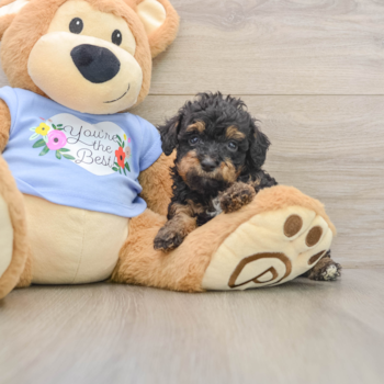Best Poodle Baby