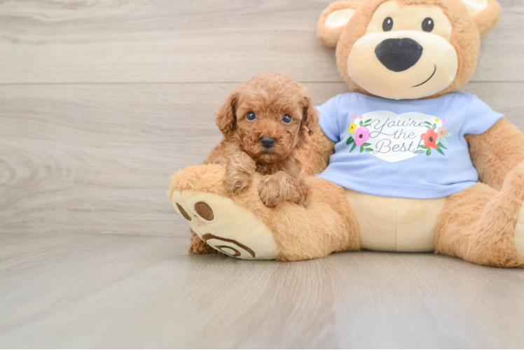 Poodle Pup Being Cute
