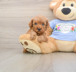 6 week old Poodle Puppy For Sale - Premier Pups