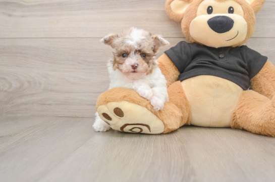 Best Poodle Baby