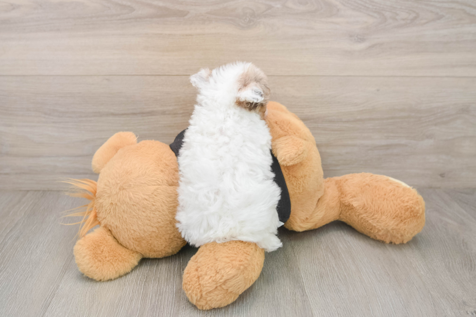 Best Poodle Baby