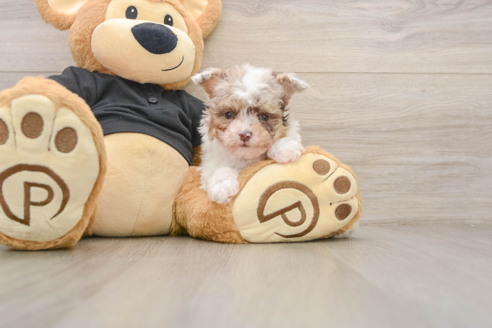 Little Poodle Baby
