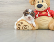 8 week old Poodle Puppy For Sale - Premier Pups