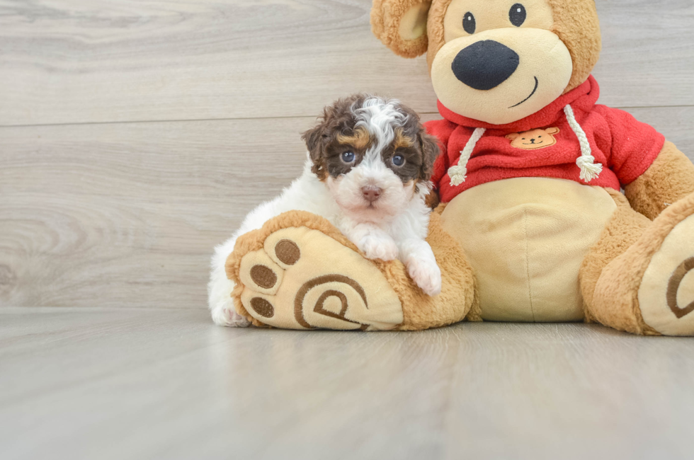 8 week old Poodle Puppy For Sale - Premier Pups