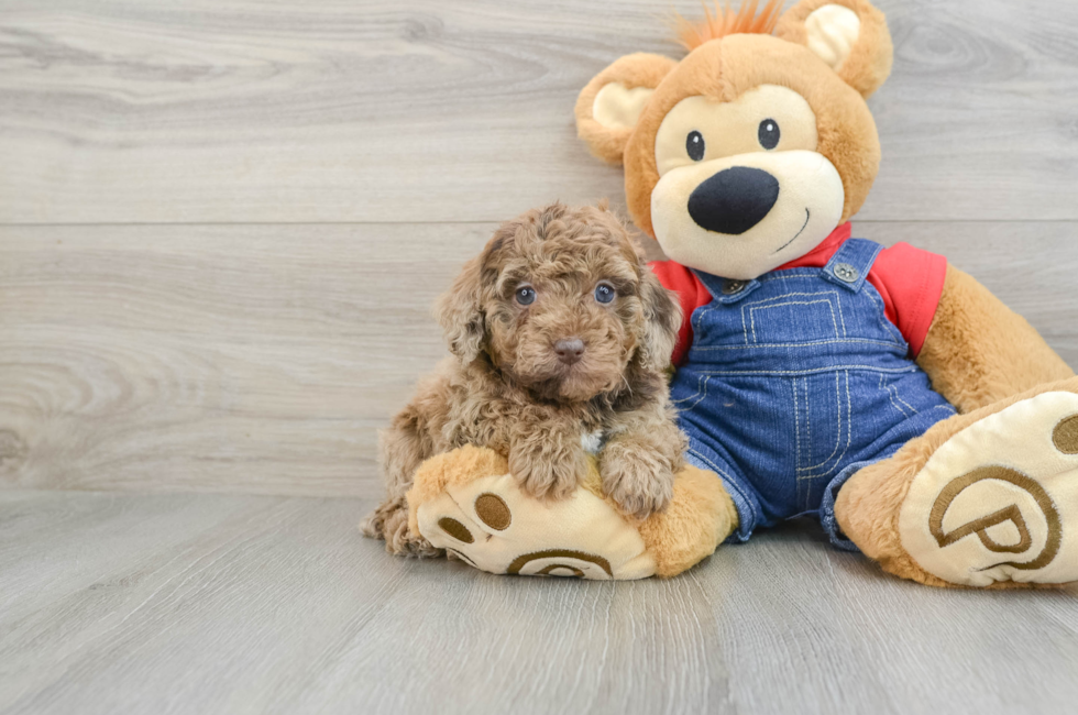 6 week old Poodle Puppy For Sale - Premier Pups