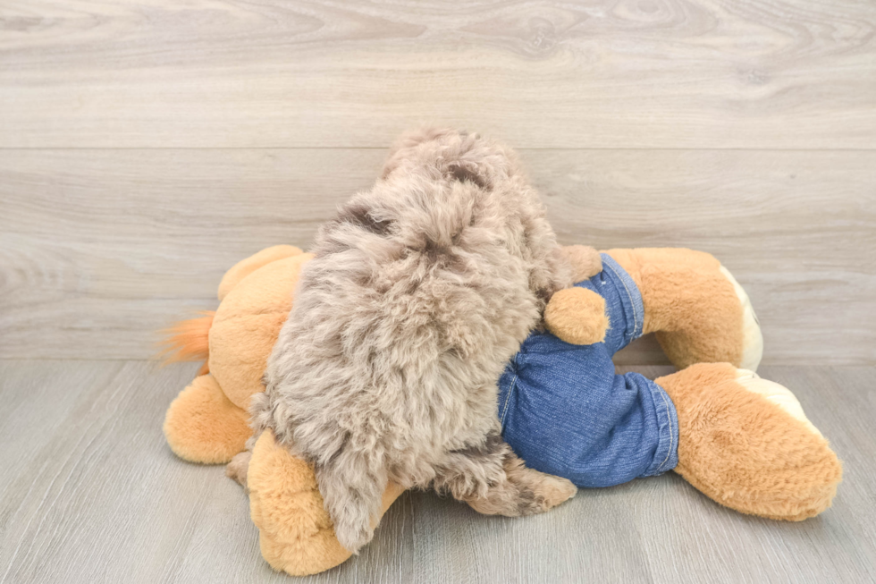 Cute Pudle Purebred Puppy