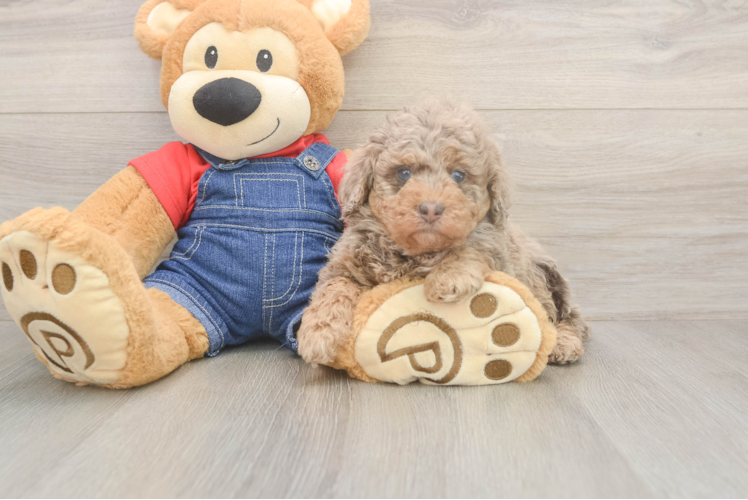 Petite Pudle Purebred Puppy