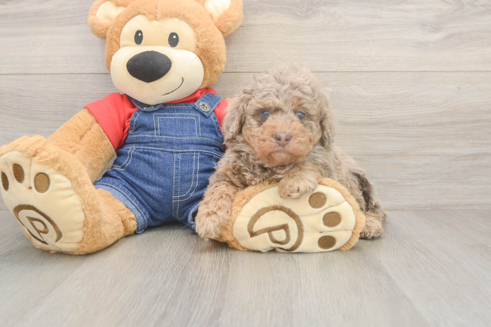 Petite Pudle Purebred Puppy